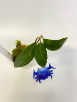 Hoya elliptica small leaf - active growth