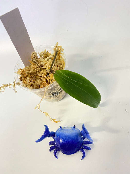 Hoya sp NR02 - unrooted