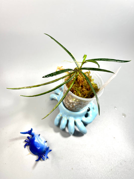 Hoya acicularis - starting to root