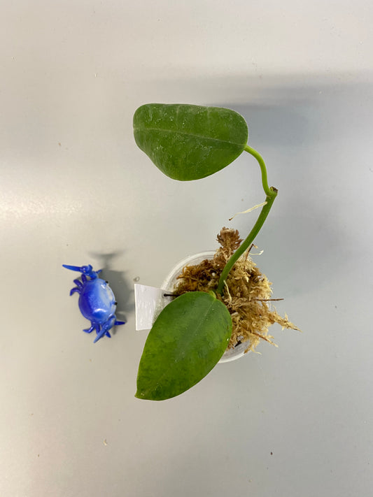 Hoya madulidii - starting to root