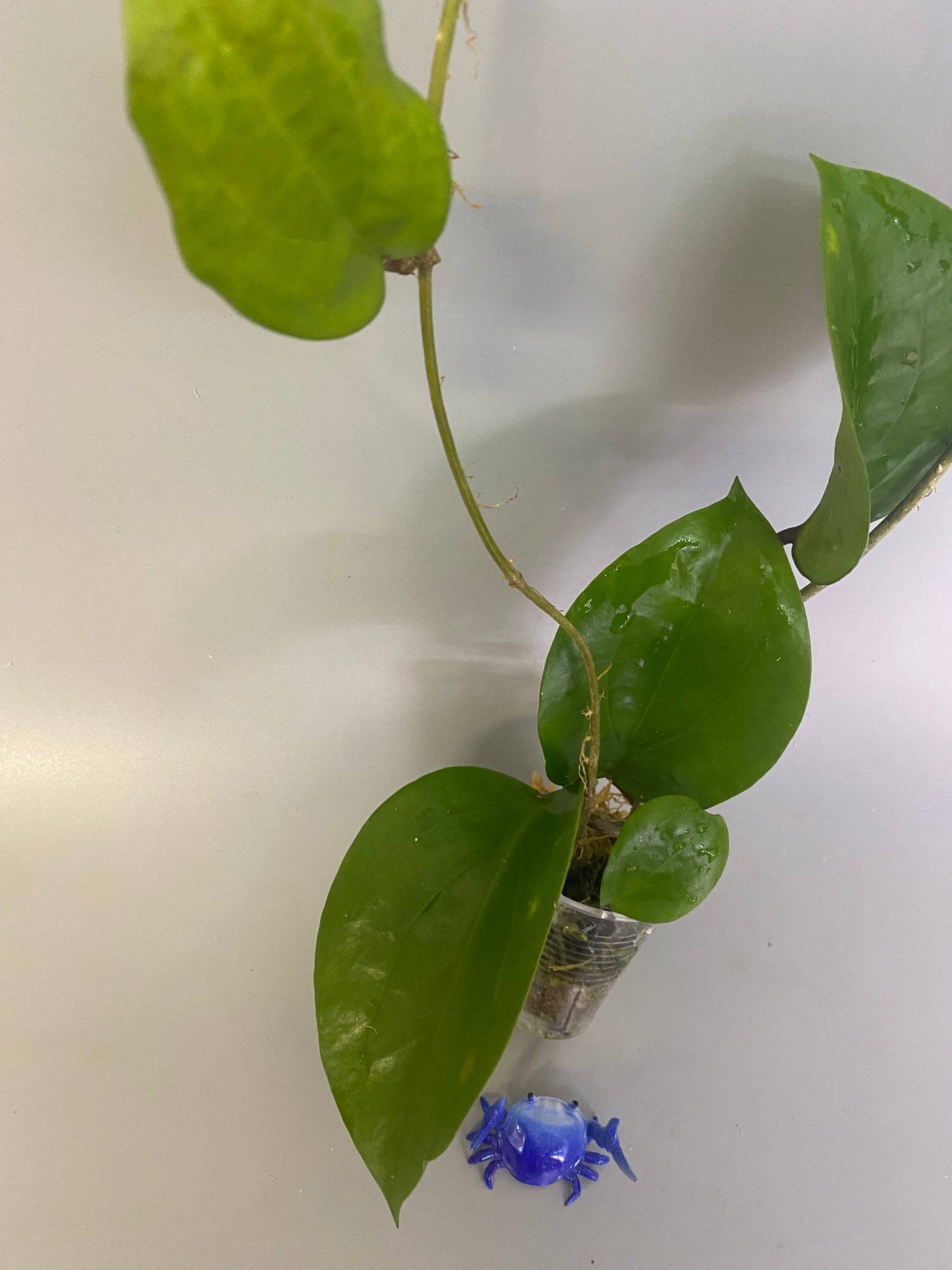 Hoya surigaoensis - has roots