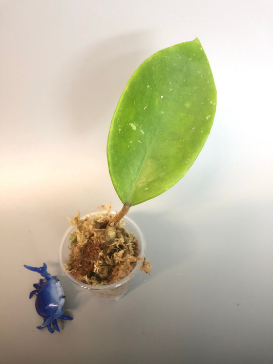 Hoya sweet scent - starting to root.