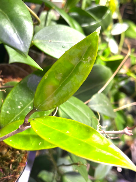 Hoya sp bintulu iml 1646 - fresh cut 1 node / 2 leaf - Unrooted