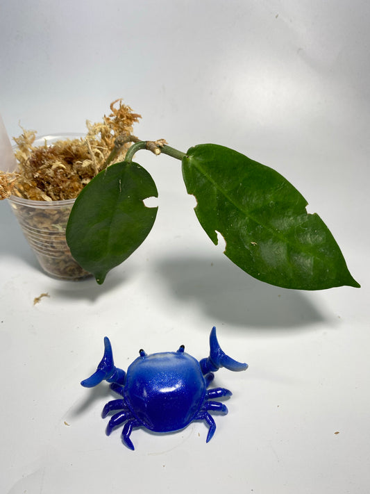 Hoya megalaster - just starting to root