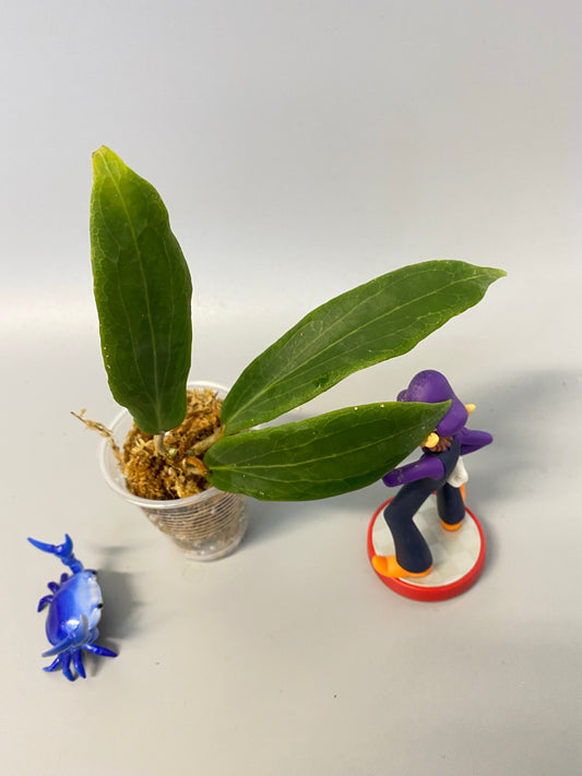 hoya benguetensis - unrooted