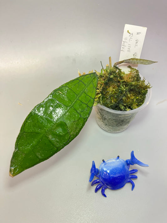 Hoya dml 5655b / iml 1398 - active growth