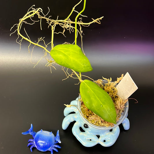 Hoya cutis-porcelana - unrooted