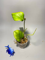 Hoya sp png sv 432 - has some roots