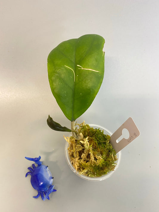 Hoya viola (deykeae x vitellina) with active growth.