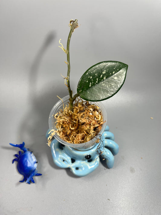 Hoya carnosa Wilbur graves (Russia) - Unrooted