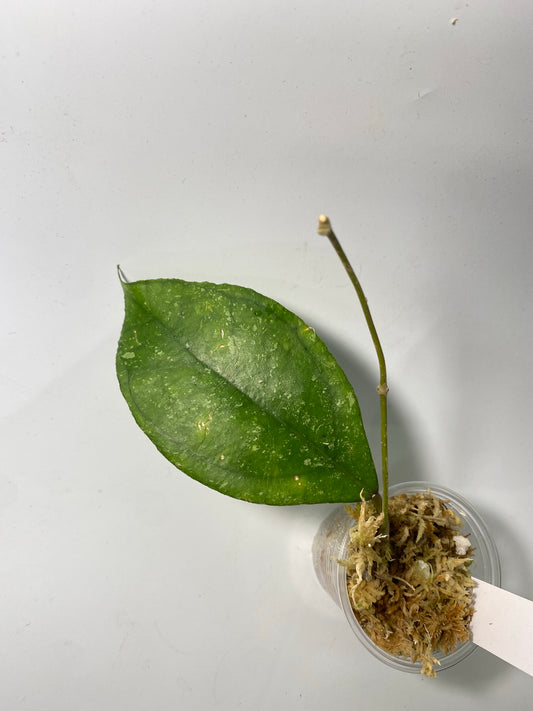Hoya sp. chicken farm - starting to root
