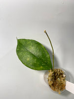 Hoya sp. chicken farm - starting to root