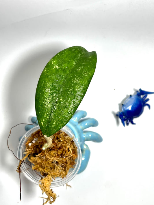 Hoya sp ko Chang island  - Unrooted