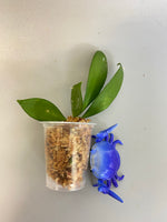 Hoya cv noona - unrooted