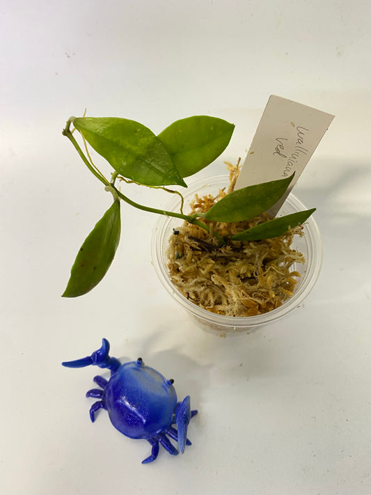 Hoya walliniana red - Unrooted