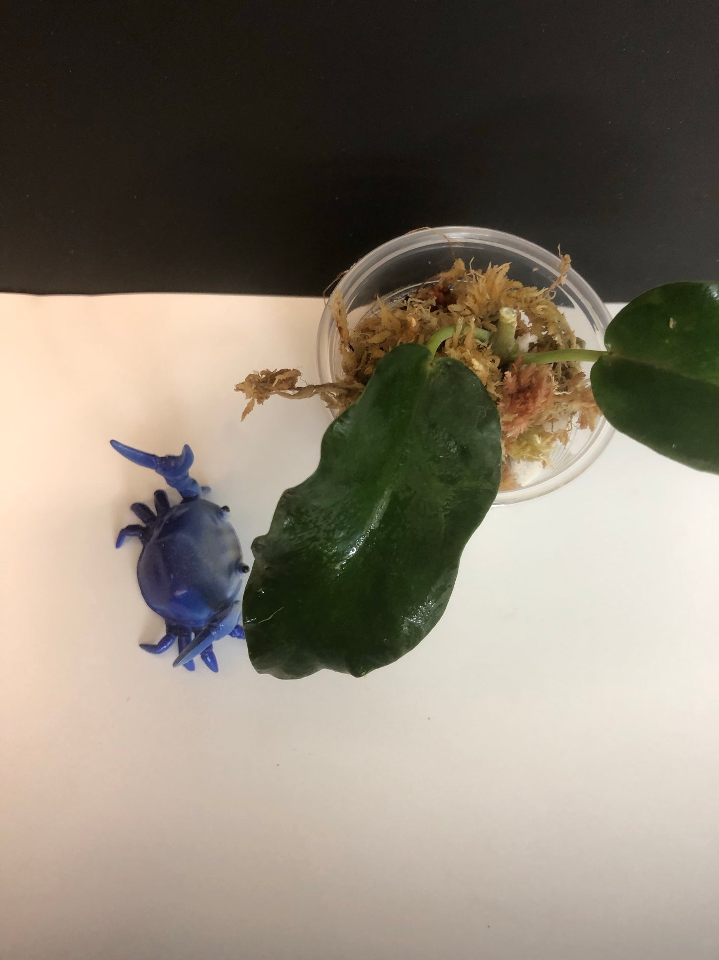 Hoya Macgillivrayi - has large flowers
