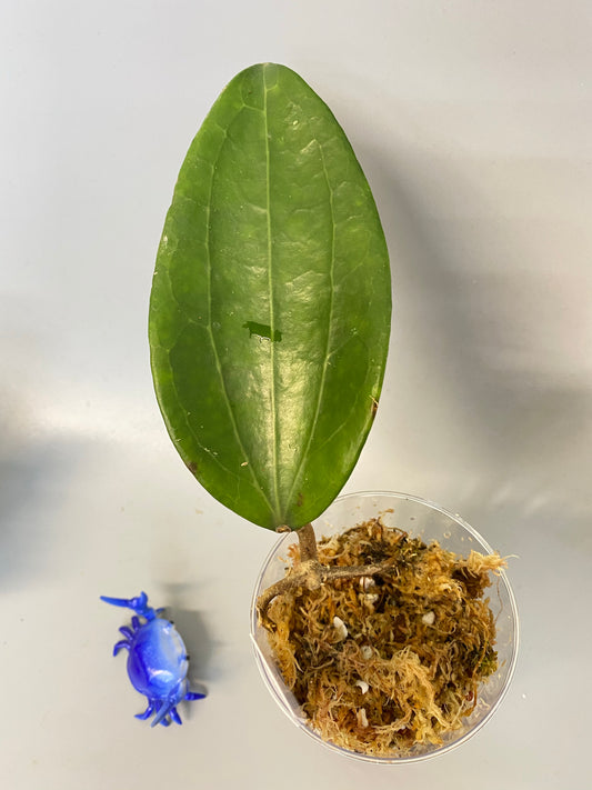 Hoya polystachya - starting to root