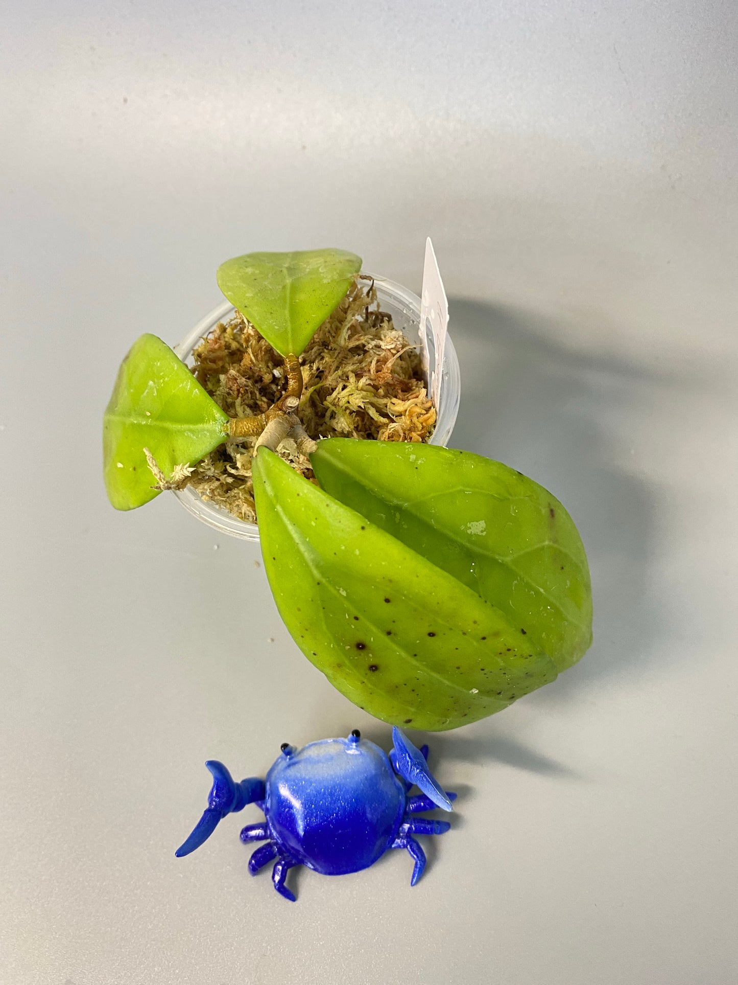 Hoya erythrostemma - rooted