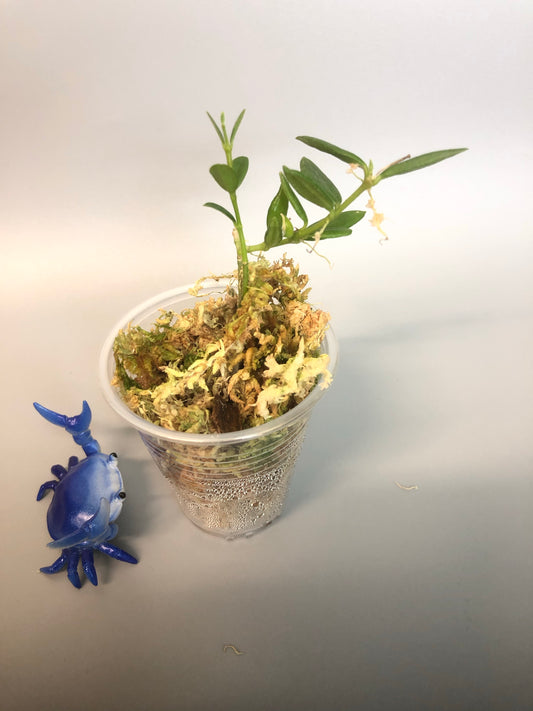 Hoya engleriana - actively growing