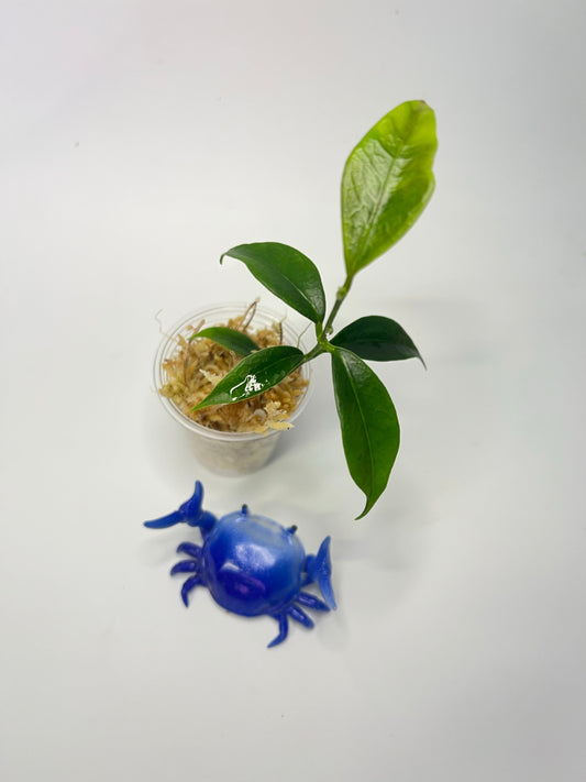 Hoya cembra / odorata - Unrooted