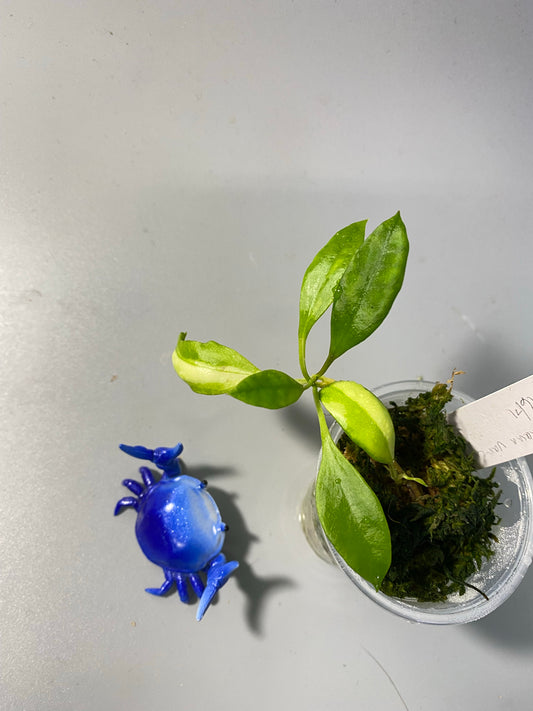 Hoya walliniana variegated - active growth