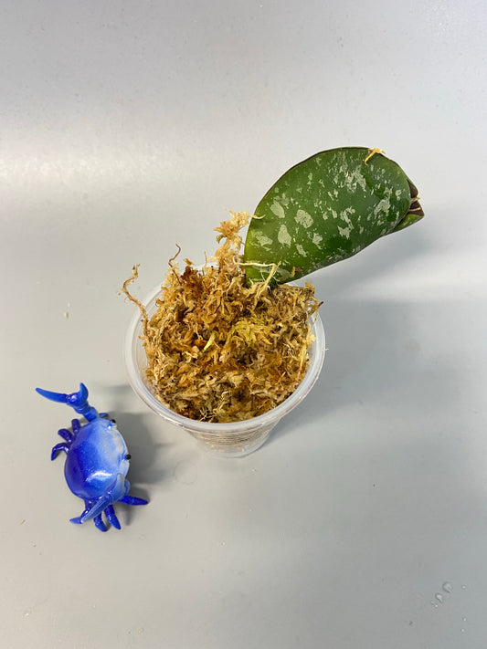 Hoya imbricata - some roots