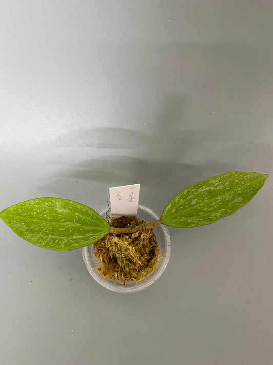 Reserved for Stachelle - Hoya rangsan - just starting to root.