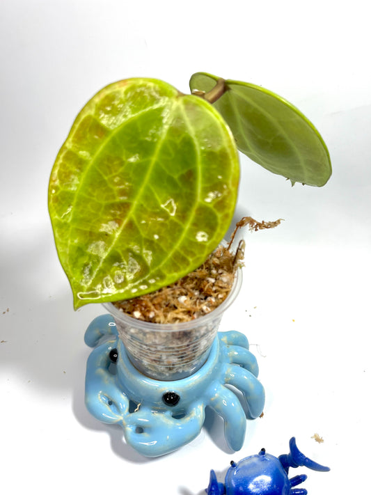 Hoya sulawesi GPS 8867  - Unrooted