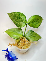 Hoya polyneura broget - Unrooted