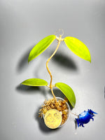 Hoya Jennifer small leaves - Unrooted