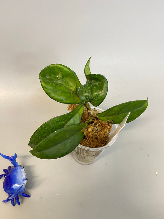 Hoya hainanensis - has some roots