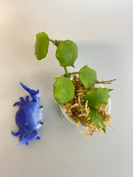 Hoya endauensis - Unrooted