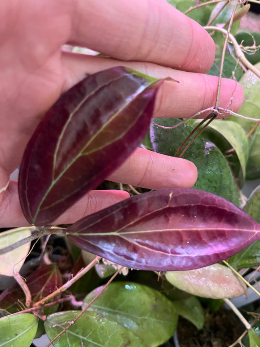 Hoya UT-033- fresh cut - unrooted