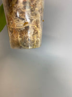 Reserved for Jaime - Hoya valmayoriana - has some roots