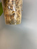 Reserved for Jaime - Hoya valmayoriana - has some roots