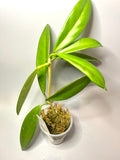 Hoya griffithii - active growth