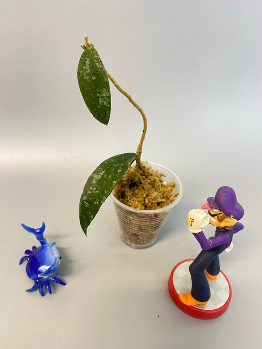 Hoya phuwuaensis / phu wua - has some roots