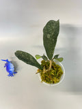 Hoya phuwuaensis - active growth