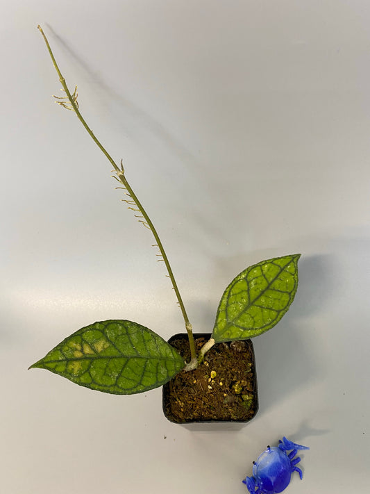 Hoya Finlaysonii - active growth