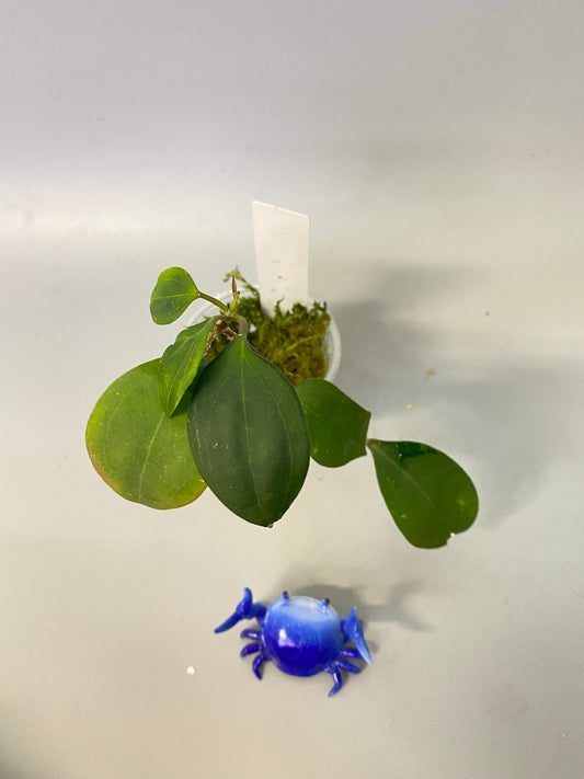 Hoya paulshirleyi - active growth