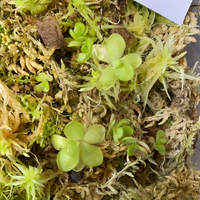 Pinguicula agnata x rectifolia