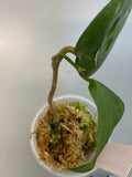 Reserved for Kat - Hoya glabra - has active growth