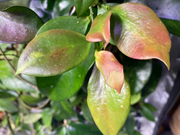Hoya pseudo littoralis - 3 node cutting