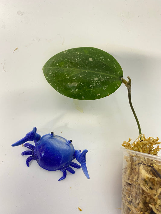 Hoya LP4 - EPC 376 - Unrooted