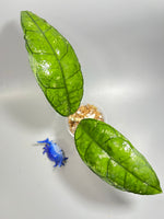Hoya sp perak Malaysia - Unrooted