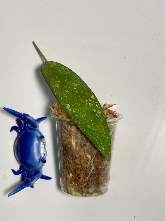 Hoya scortechinii pink UT001- Unrooted