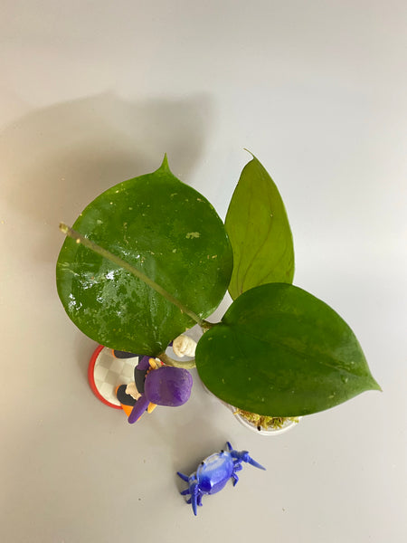 Hoya balaensis with new growth