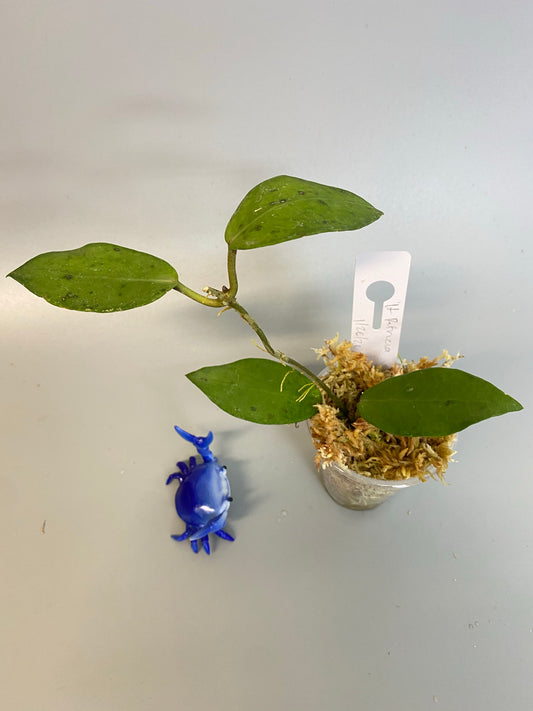 Hoya Patricia - Darwinii x Elliptica - growth point starting to emerge