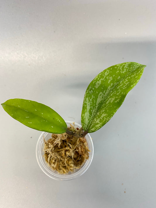 Hoya pubicalyx - Unrooted - Free addon