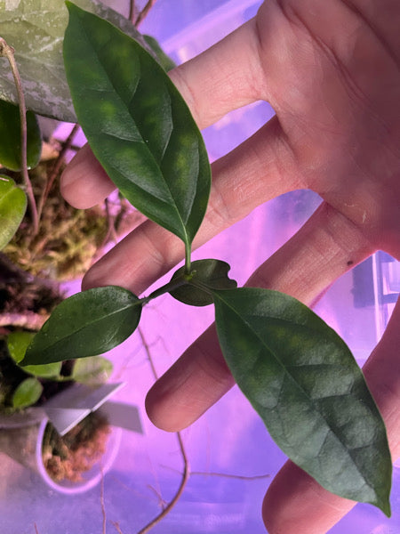 Hoya solokensis - Unrooted cutting